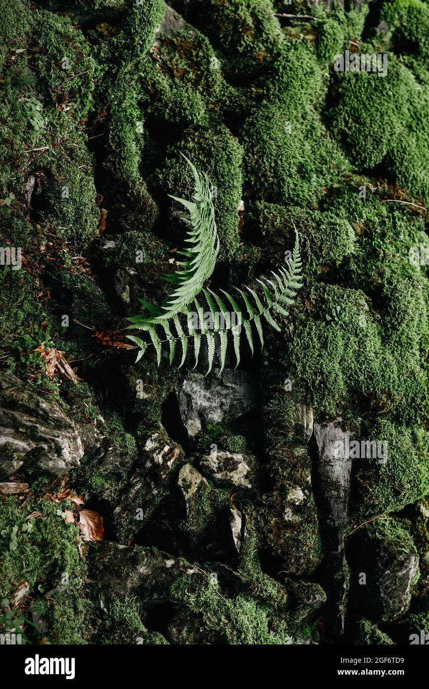 Il pavimento della foresta di felci e muschi Foto Stock