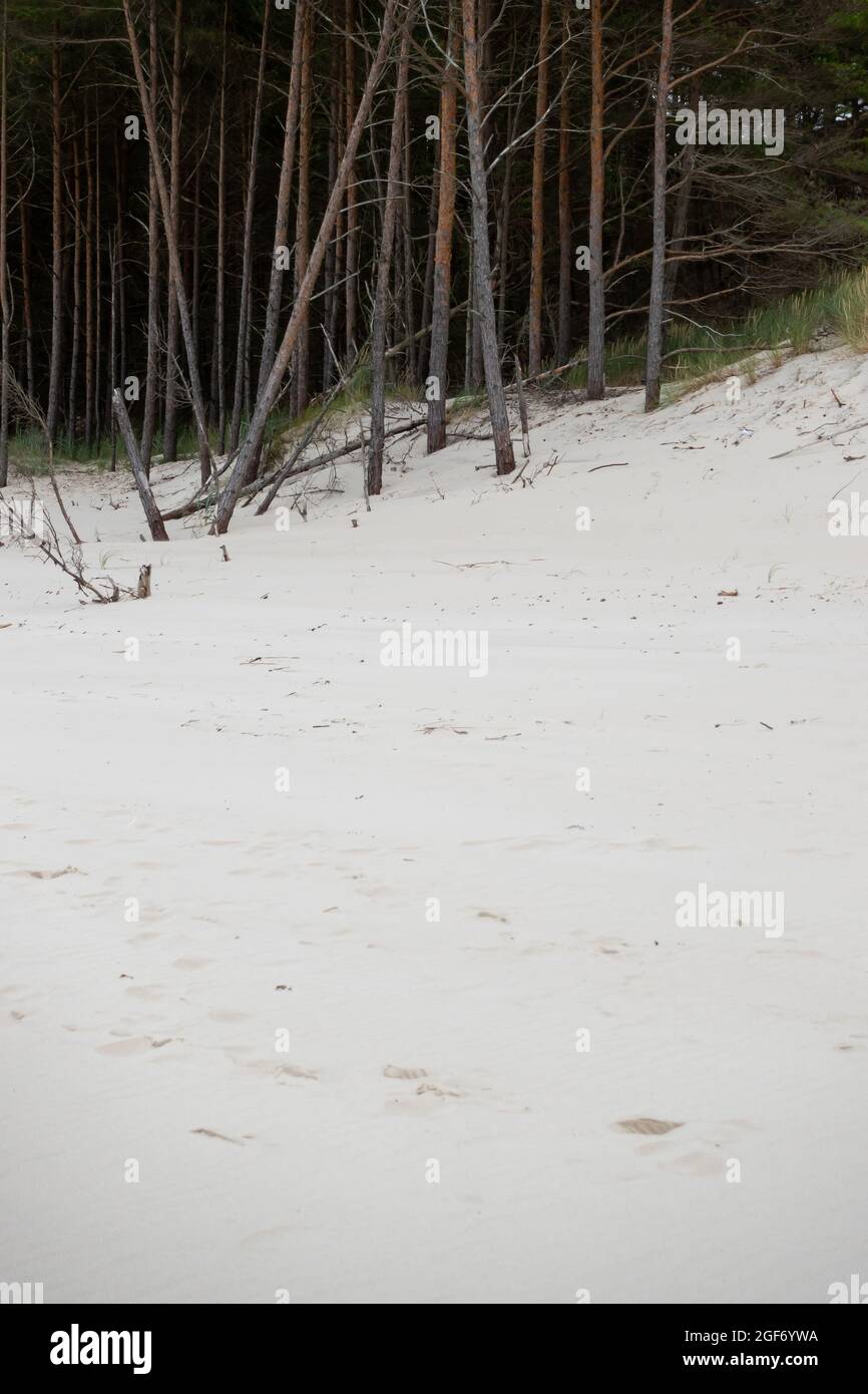 Foresta sommersa da dune e sabbia lungo la costa. Foto scattata in buone condizioni di illuminazione in una giornata nuvolosa. Luce soffusa Foto Stock