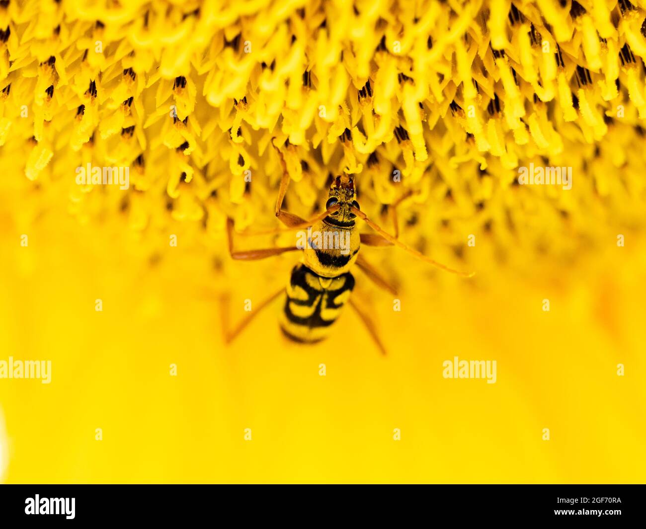 Foto macro di una tigre di bambù Longhorn su un girasole Foto Stock