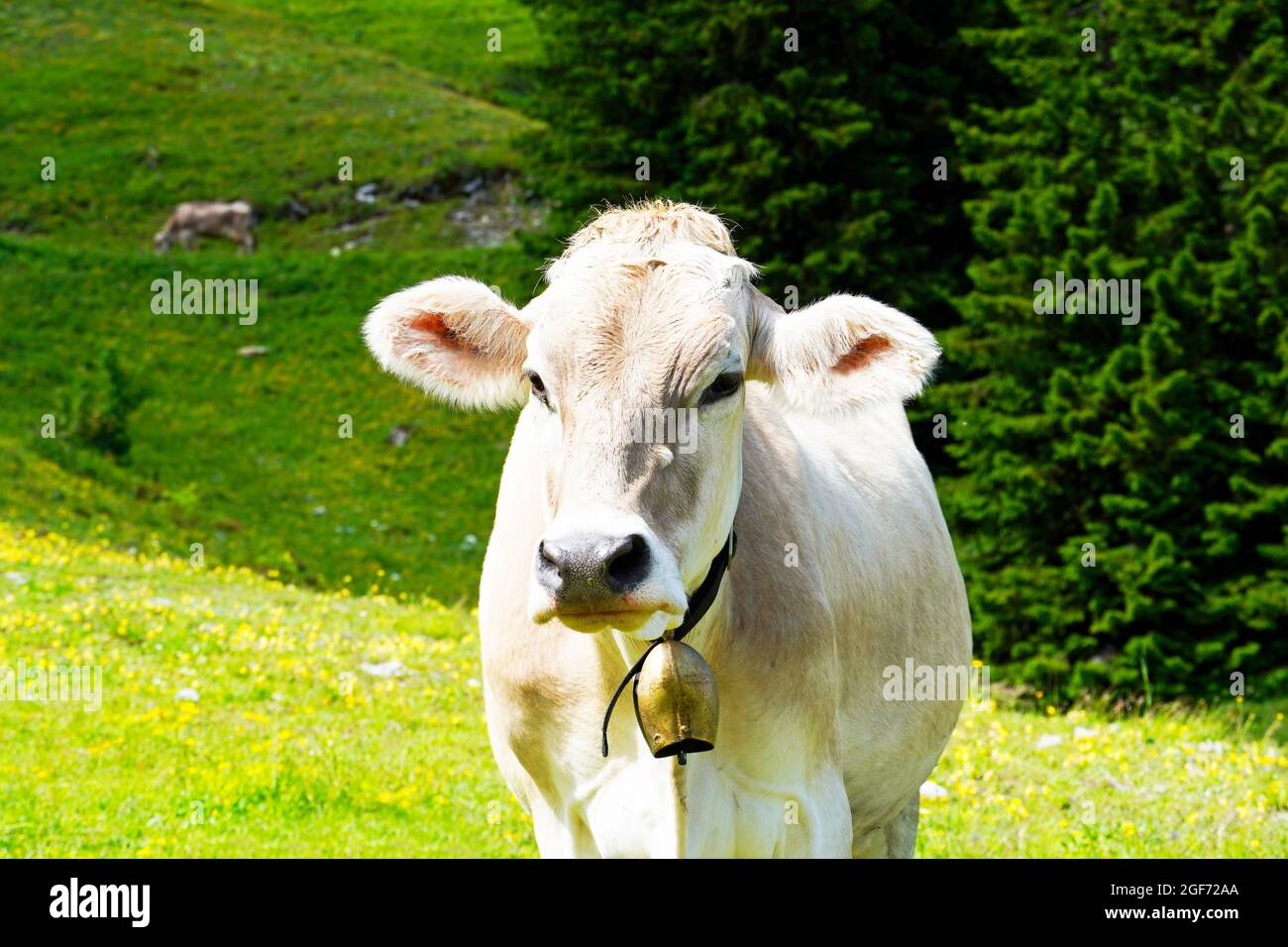 Mucca sul monte Hahnenkamm in Austria. Mucca di montagna su un prato lussureggiante. Campanello. Foto Stock