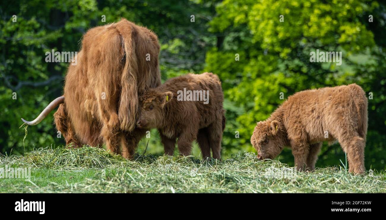 Mucca delle Highland con due giovani vitelli che pascolo in campo in Dalmeny Estate vicino South Queensferry in Scozia, Regno Unito Foto Stock