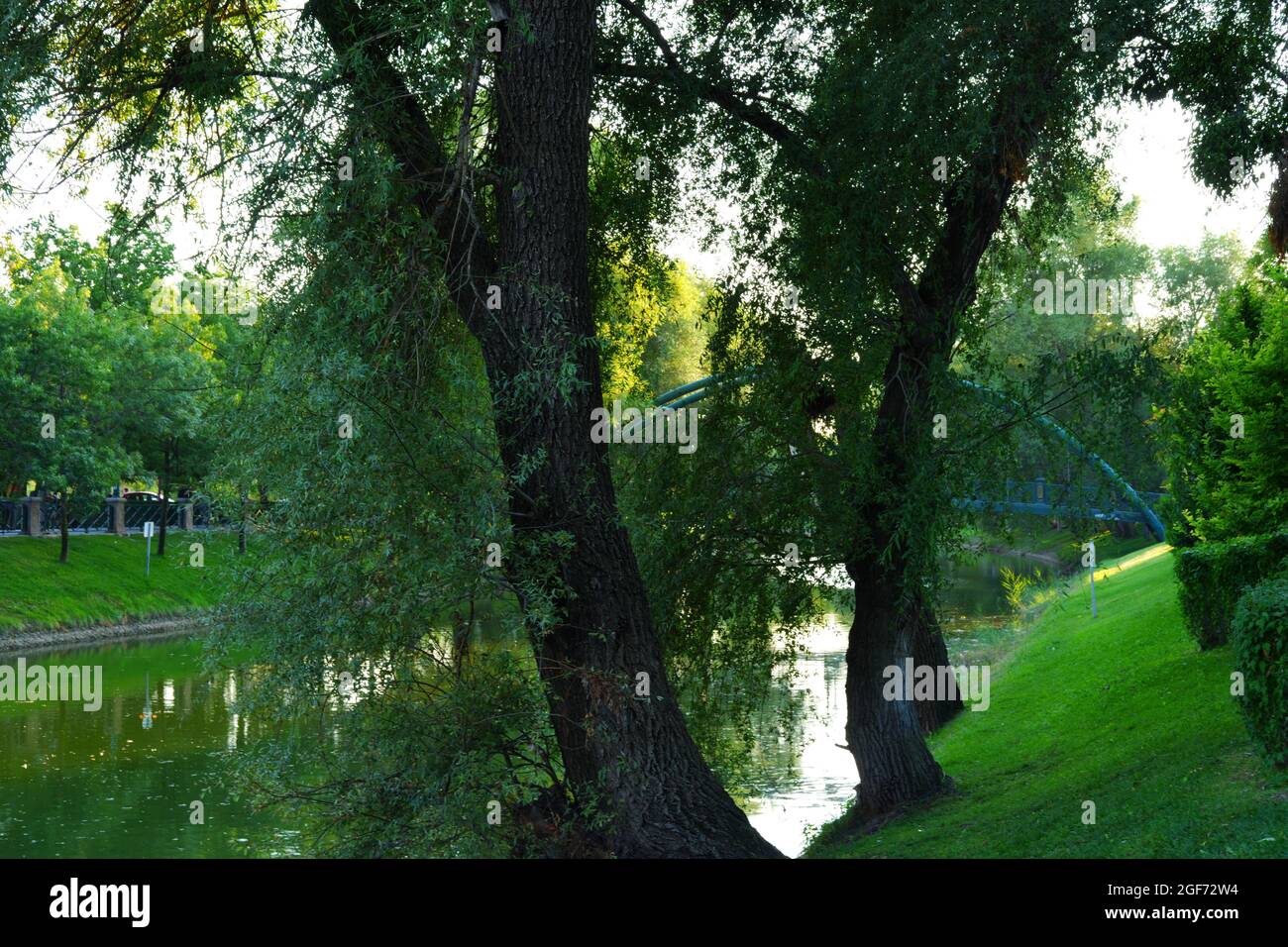 Green Riverside con alberi e erba Foto Stock