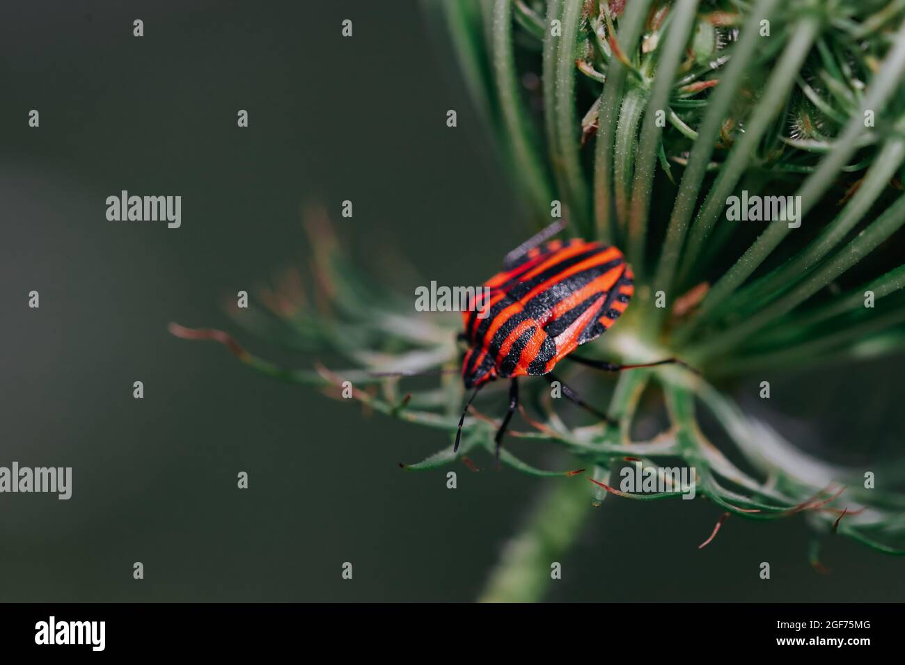 Chiudere la vista dettaglio di un Graphosoma lineatum bug su un fiore. Foto Stock