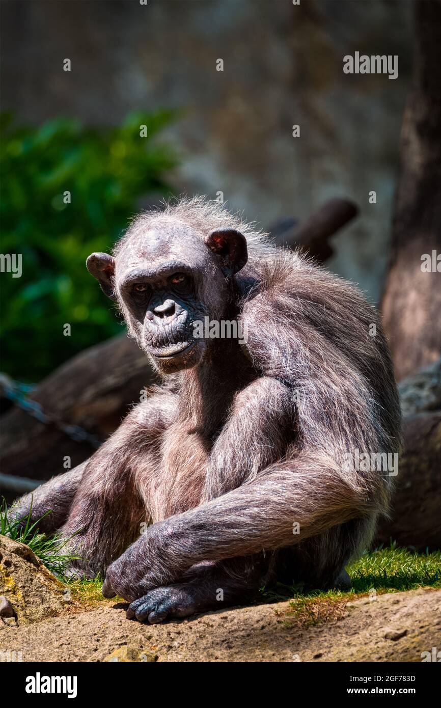 Ritratto di uno scimpanzé Foto Stock