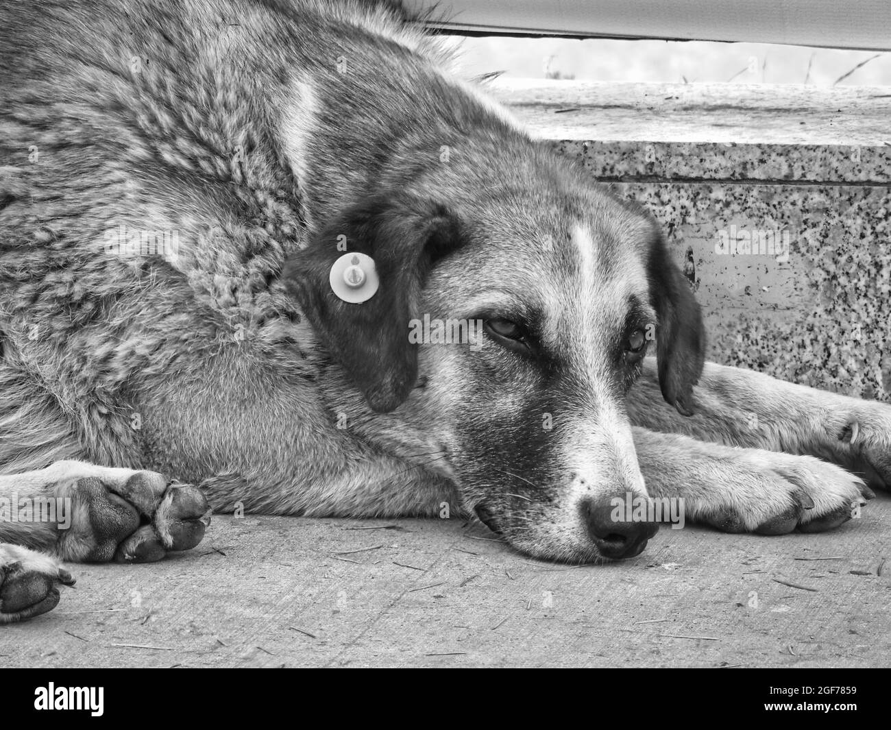 Scatto in scala di grigi di un cane triste che giace a terra Foto Stock