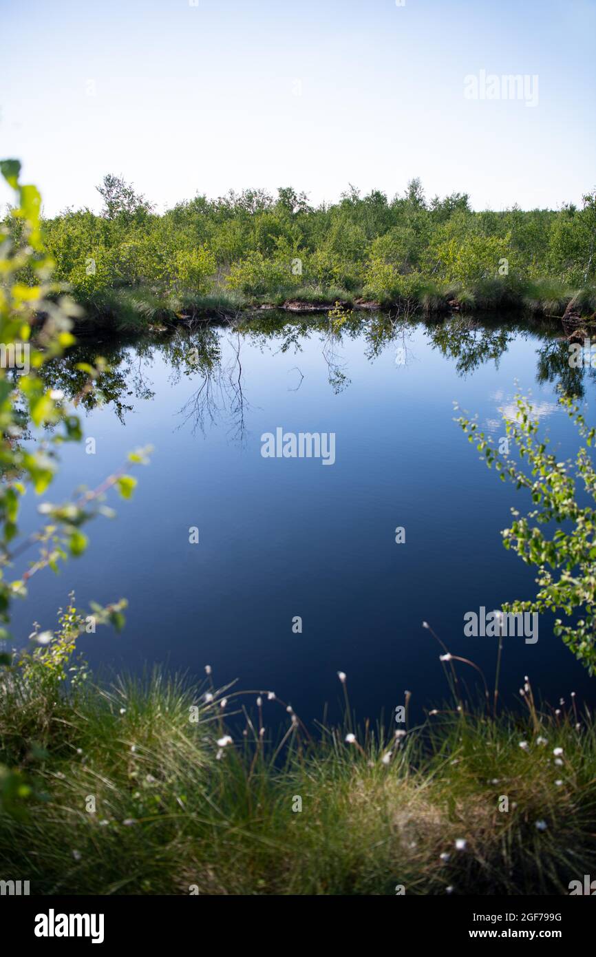 Paesaggio Fotografia Rehdener Geestmoor, erba di cotone in primo piano, giovani alberi di betulla sullo sfondo, bassa Sassonia, Germania Foto Stock