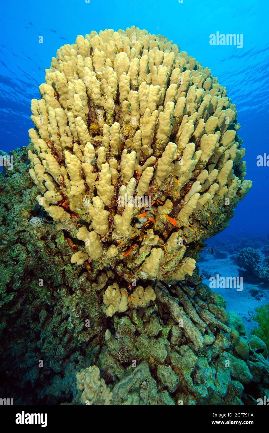 Corallo di gobba (Porites nodifera), Mar Rosso, Aqaba, Giordania Foto Stock