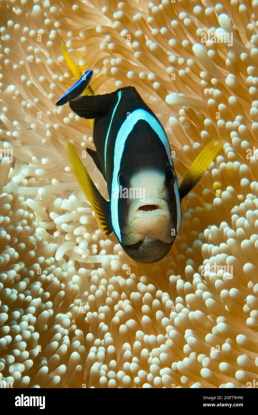Anemonefish di Clark (Amphiprion clarkii), Oceano Indiano, Maldive Foto Stock