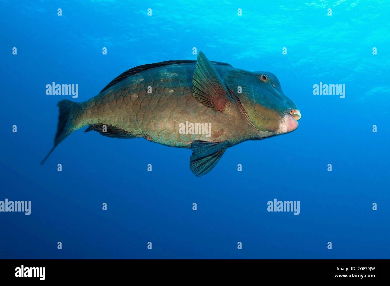 Indian Ocean Steephead Parrotfish (Clorurus strurylocephalus), Oceano Pacifico, Palau Foto Stock
