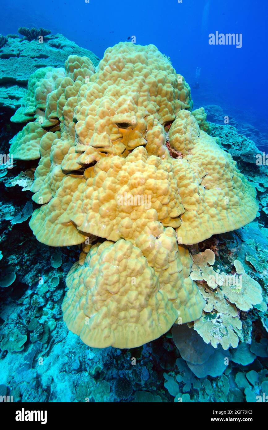 Corallo di montagna (Porites lutea), corallo di pietra, Oceano Pacifico, Micronesia Foto Stock