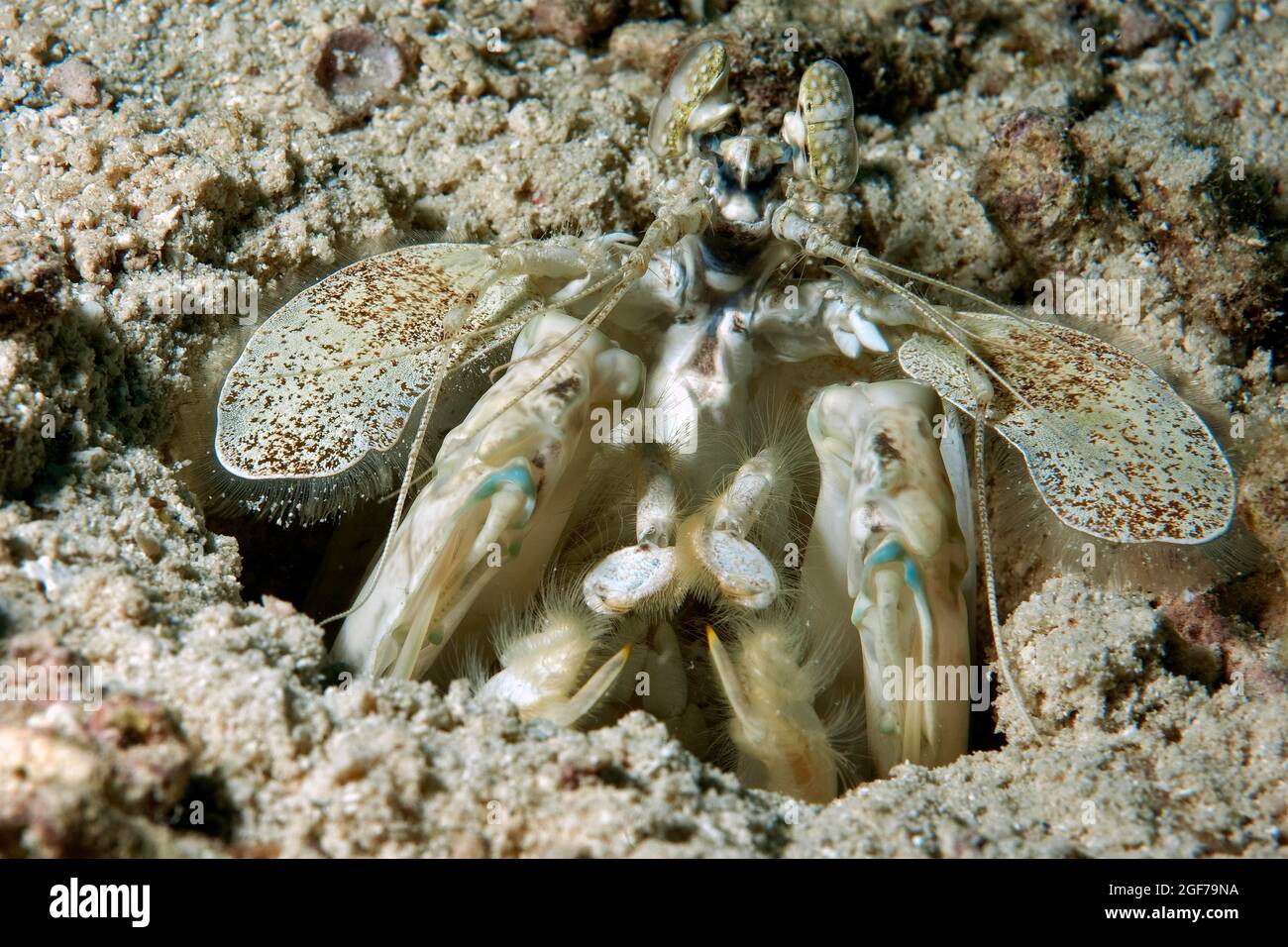 Gamberi Zebra mantis (Lysiosquillina maculata) all'ingresso della sua casa grotta dimora, Oceano Pacifico, Isola di Yap, Stati Federati di Micronesia Foto Stock