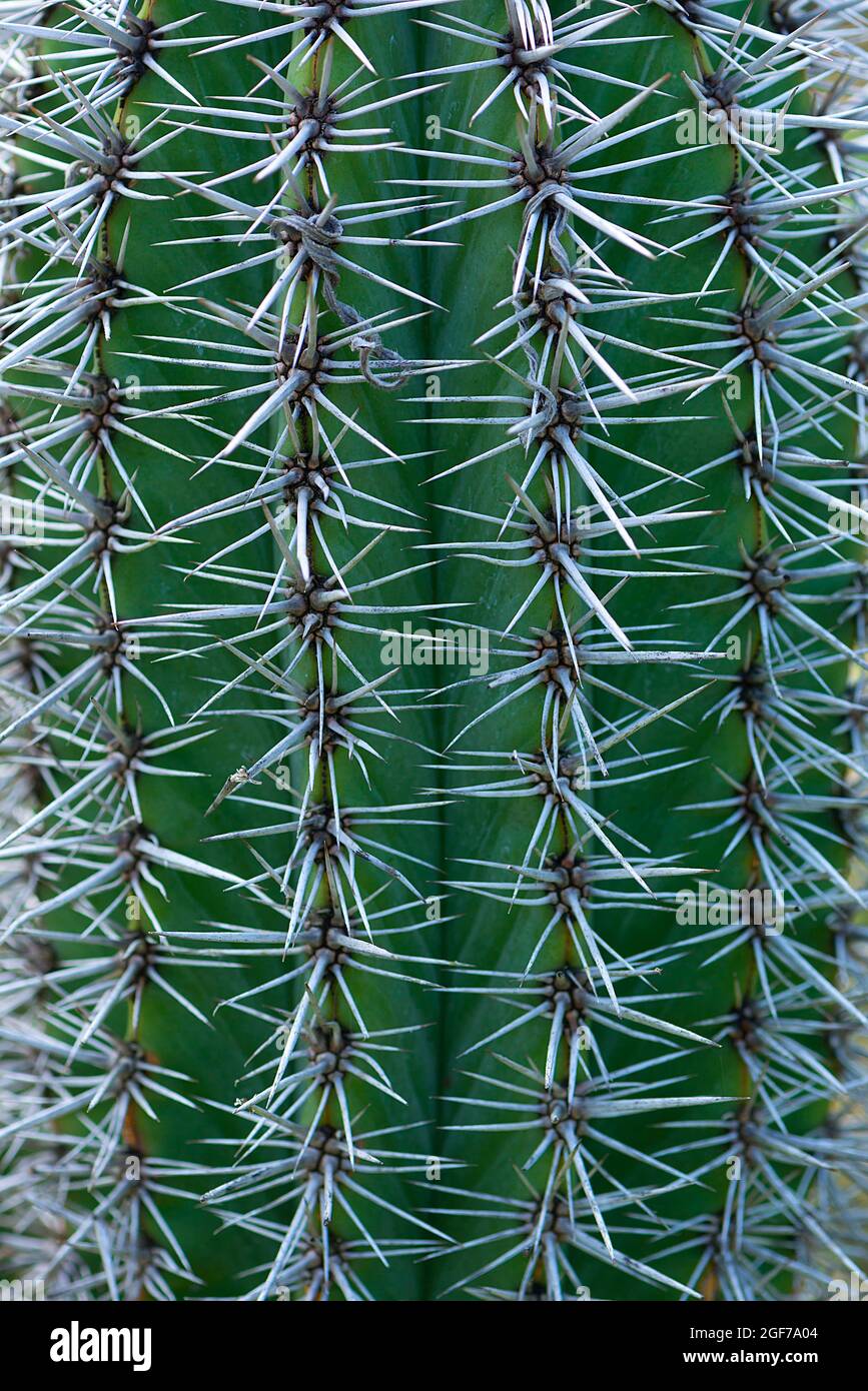 Cardone gigante messicano (Pachycereus pringlei), Giardino Botanico Erlangen, Baviera, Germania Foto Stock