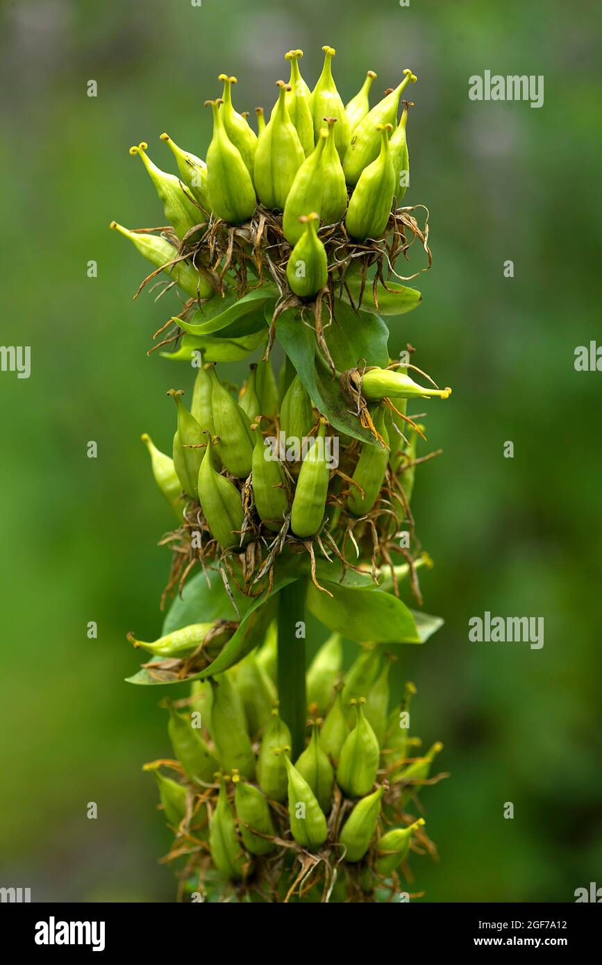 Germe di genziana giallo grande (Gentiana lutea), Giardino Botanico, Erlangen, Baviera, Germania Foto Stock