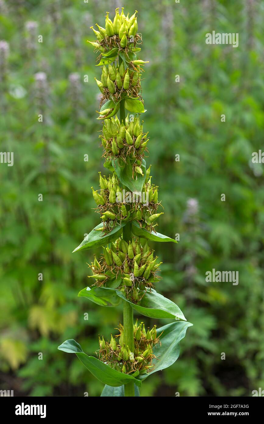 Germe di genziana giallo grande (Gentiana lutea), Giardino Botanico, Erlangen, Baviera, Germania Foto Stock