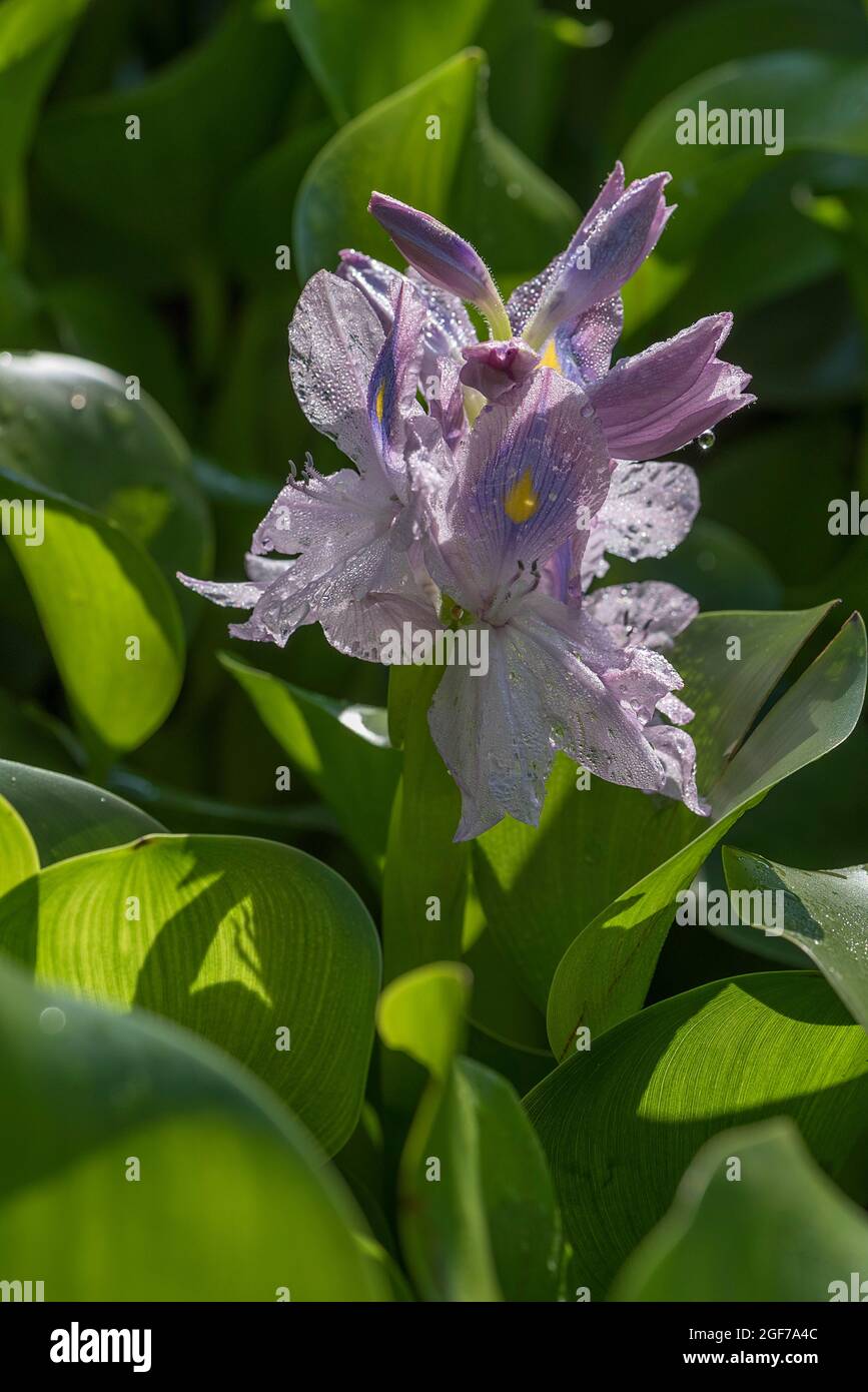 Infiorescenza di un giacinto d'acqua (Pontederia crassipes), Giardino Botanico, Erlangen, Baviera, Germania Foto Stock