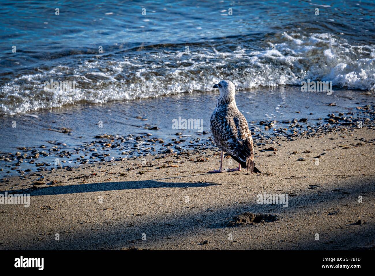 Seagull guardando il mare nella spiaggia di Collioure, Pirenei Orientali, Francia. Foto Stock