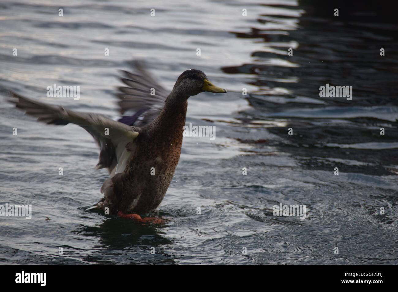 Eine Ente im flug nel lago di costanza di Überlingen am Bodensee Foto Stock