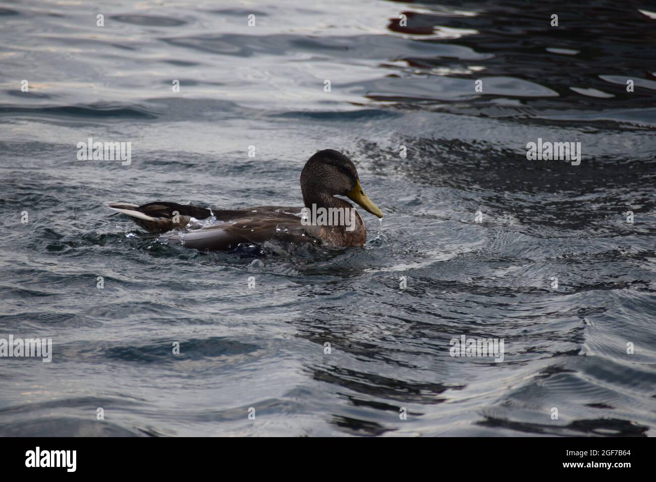 Eine Ente im flug nel lago di costanza di Überlingen am Bodensee Foto Stock