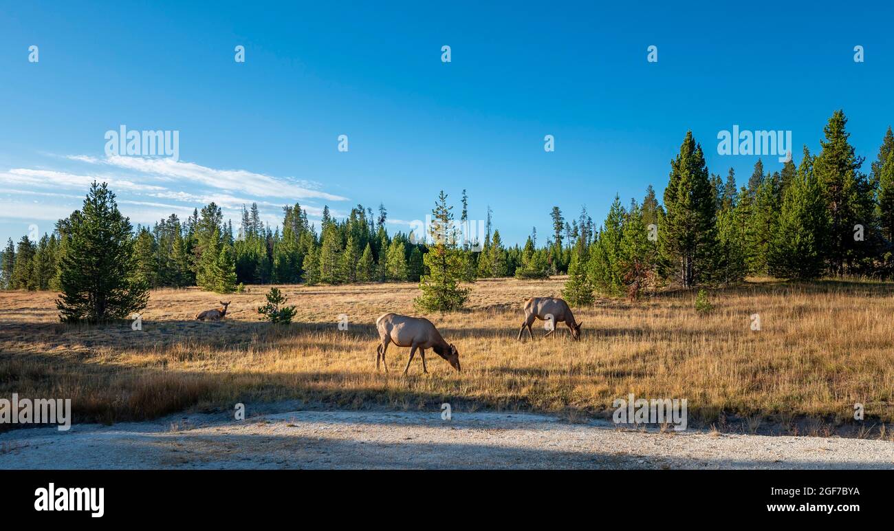 Tre femmine di cervo dalla coda bianca (Odocoileus virginianus), West Thumb Geyser Basin, Yellowstone National Park, Wyoming, USA Foto Stock