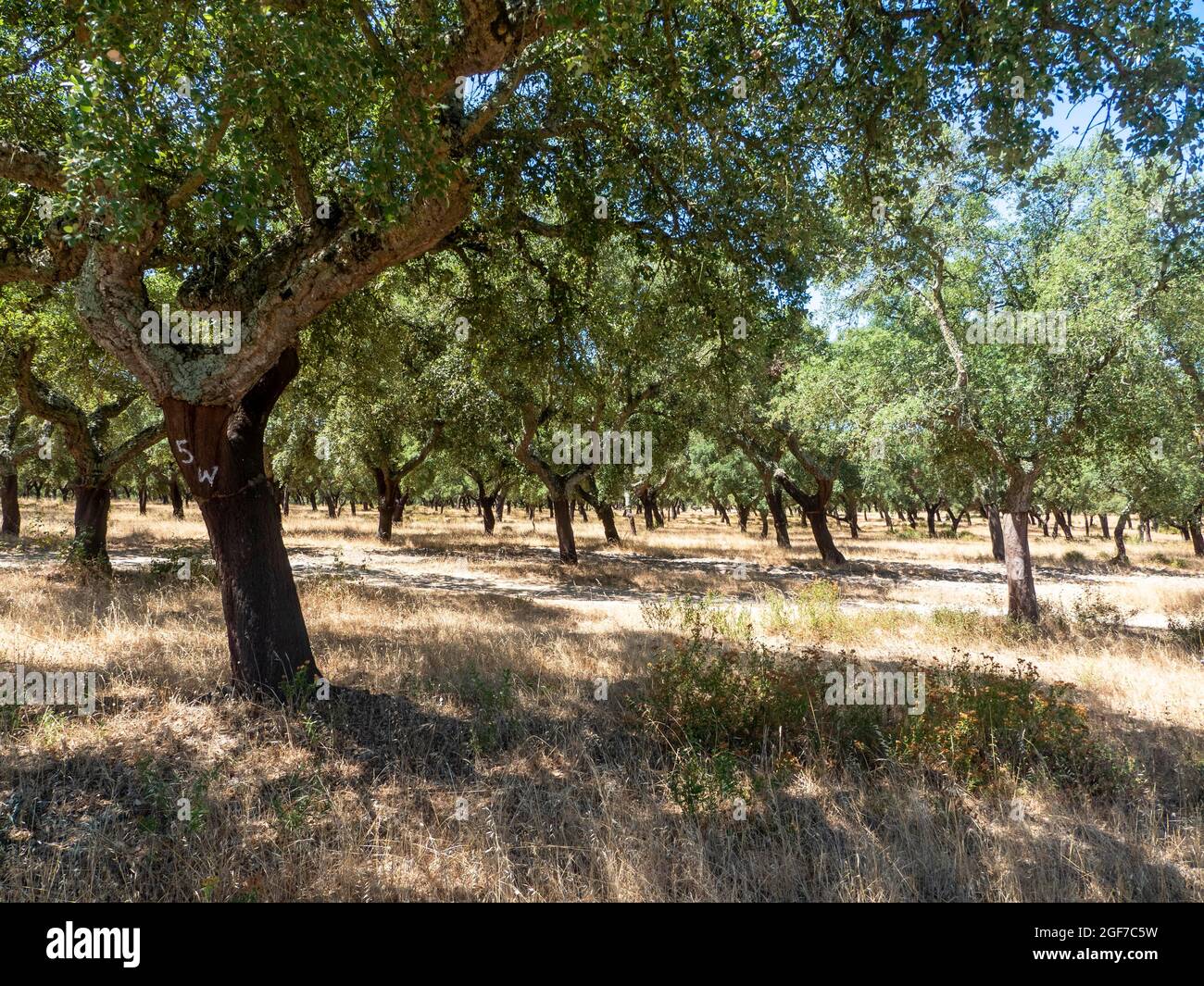 Cerro di sughero (Quercus suber), distretto di Setubal, Algarve, Portogallo Foto Stock