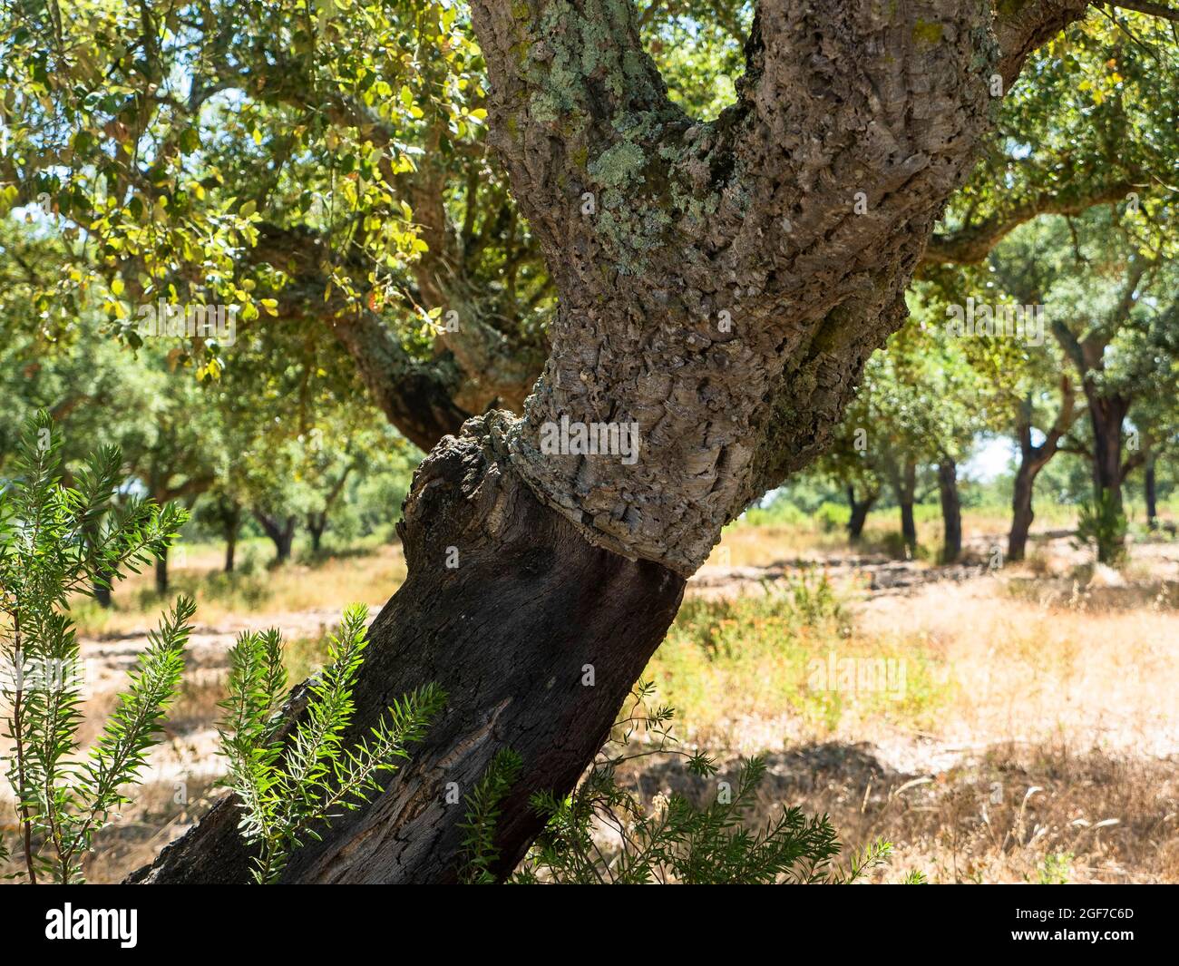 Cerro di sughero (Quercus suber), distretto di Setubal, Algarve, Portogallo Foto Stock