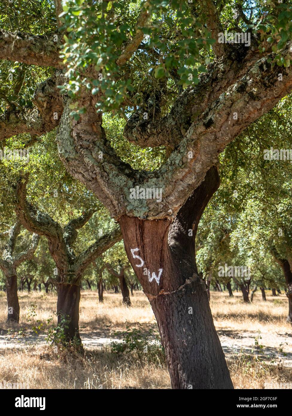 Cerro di sughero (Quercus suber), distretto di Setubal, Algarve, Portogallo Foto Stock
