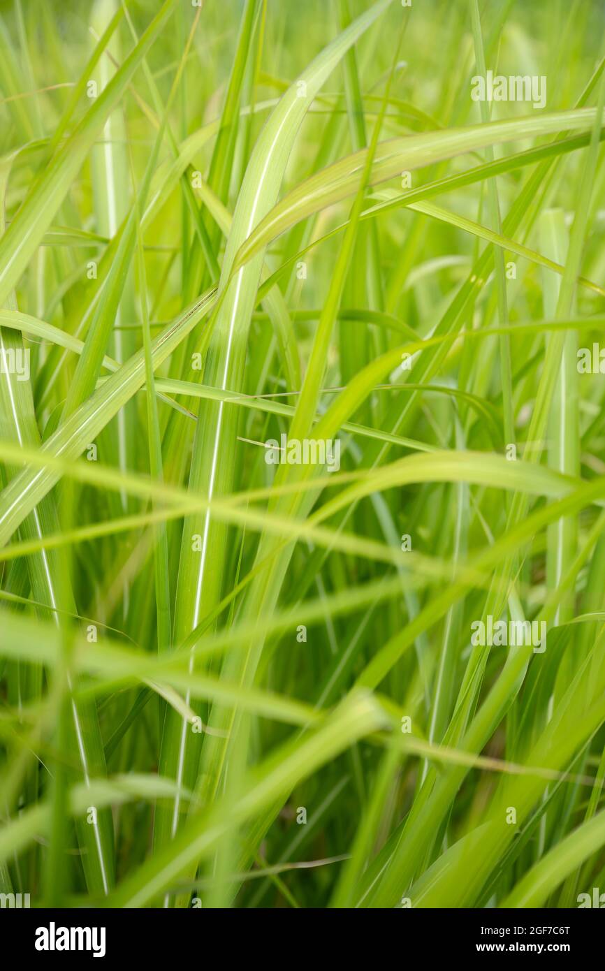 Canne cinese (Miscanthus giganteus) all'inizio dell'estate, Baden-Wuerttemberg, Germania Foto Stock