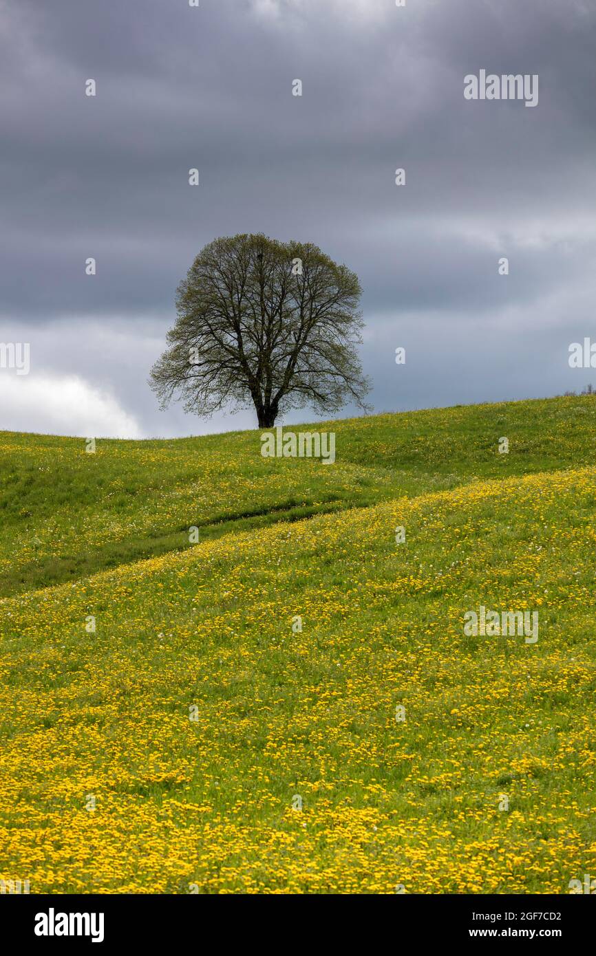 Albero fiorito e prato, tempo tempestoso, Monible, comune di Petit-Val, Giura Bernese, cantone di Berna, Svizzera Foto Stock