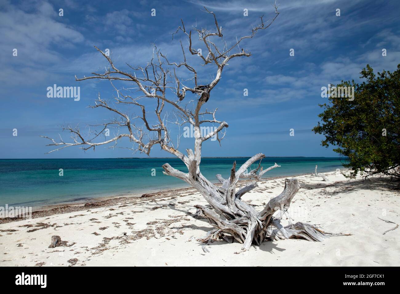 Spiaggia, morto, albero sbiancato, Anclita, Caraibi, Islanda, Cuba Foto Stock