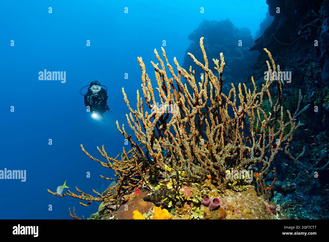 Subacqueo sulla parete della barriera corallina che guarda la spugna verde del dito (Lotrochota birotulata) con colonie di zoantidi dorati (Parazoanthus swiftii), Caraibi Foto Stock