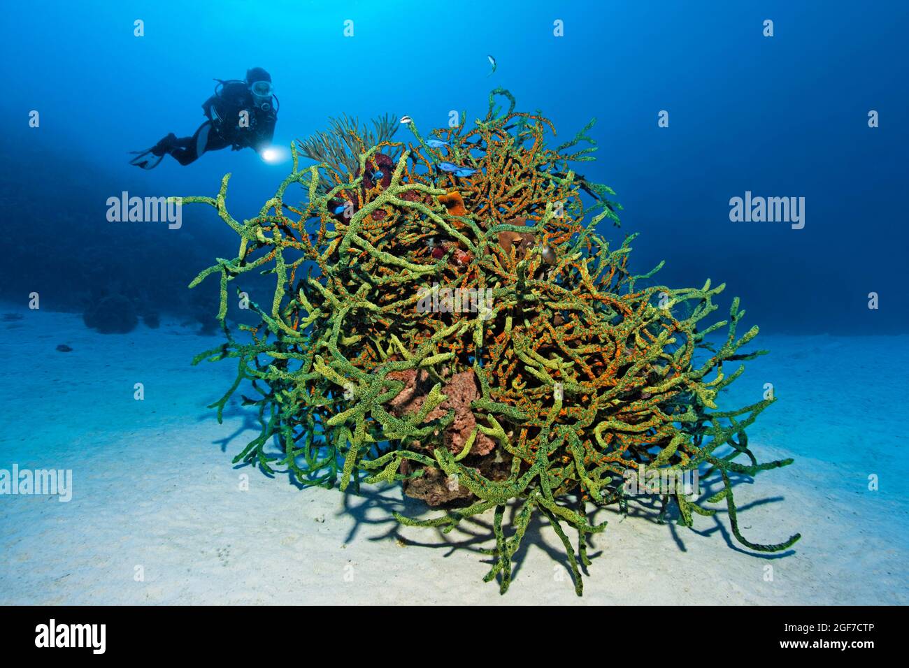 Subacqueo che guarda la spugna verde del dito (Lotrochota birotulata) con colonie di zoantide dorate (Parazoanthus swiftii) su fondo sabbioso, Mar dei Caraibi Foto Stock