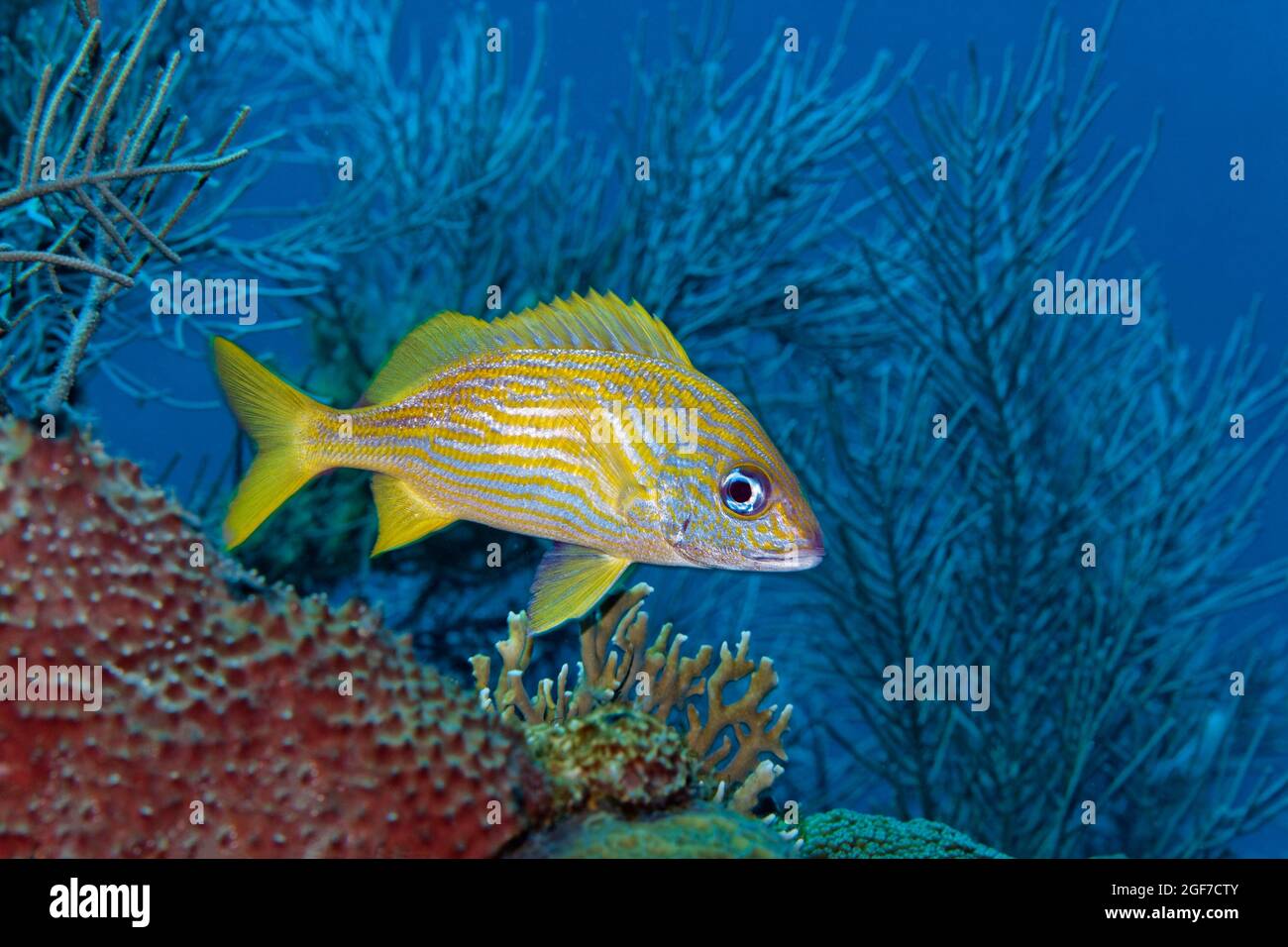 Grunt francese (Haemulon flavolineatum), pesce grunt giallo, Mar dei Caraibi vicino a Maria la Gorda, Pinar del Rio Provincia, Caraibi, Cuba Foto Stock