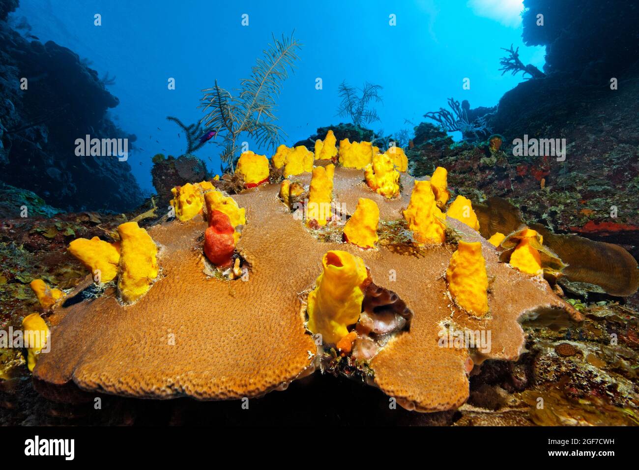 Spugna gialla (Siphonodictyon coralliphagum) su corallo di Starlet massiccio (Siderastrea siderastrea), Mar dei Caraibi vicino a Maria la Gorda, Pinar del Foto Stock