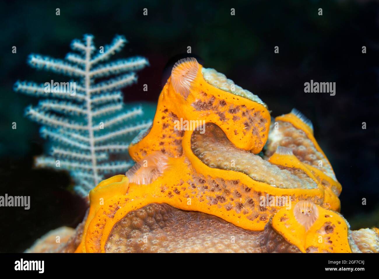 Spugna di fondo arancione (Mycale laevis), Mar dei Caraibi vicino a Maria la Gorda, Pinar del Rio Provincia, Caraibi, Cuba Foto Stock