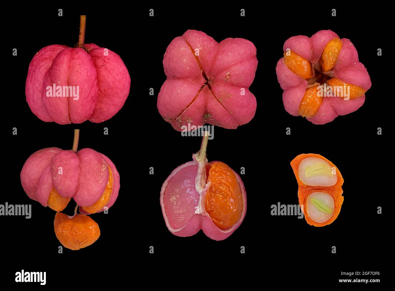 Fuso europeo (Euonymus europaeus), capsula di frutta, seme con embrione, pannello fotografico, Germania Foto Stock