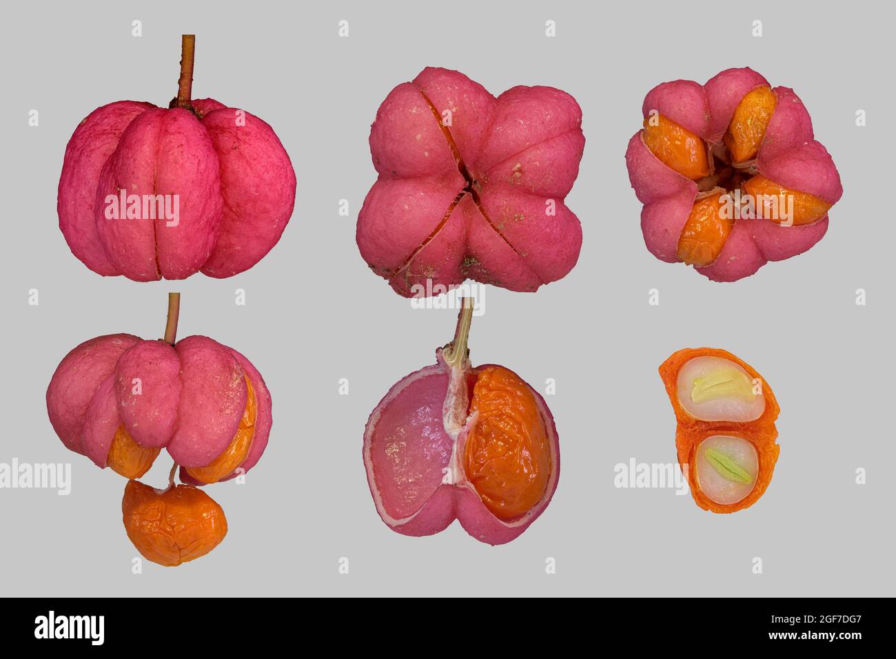 Fuso europeo (Euonymus europaeus), capsula di frutta, seme con embrione, pannello fotografico, Germania Foto Stock