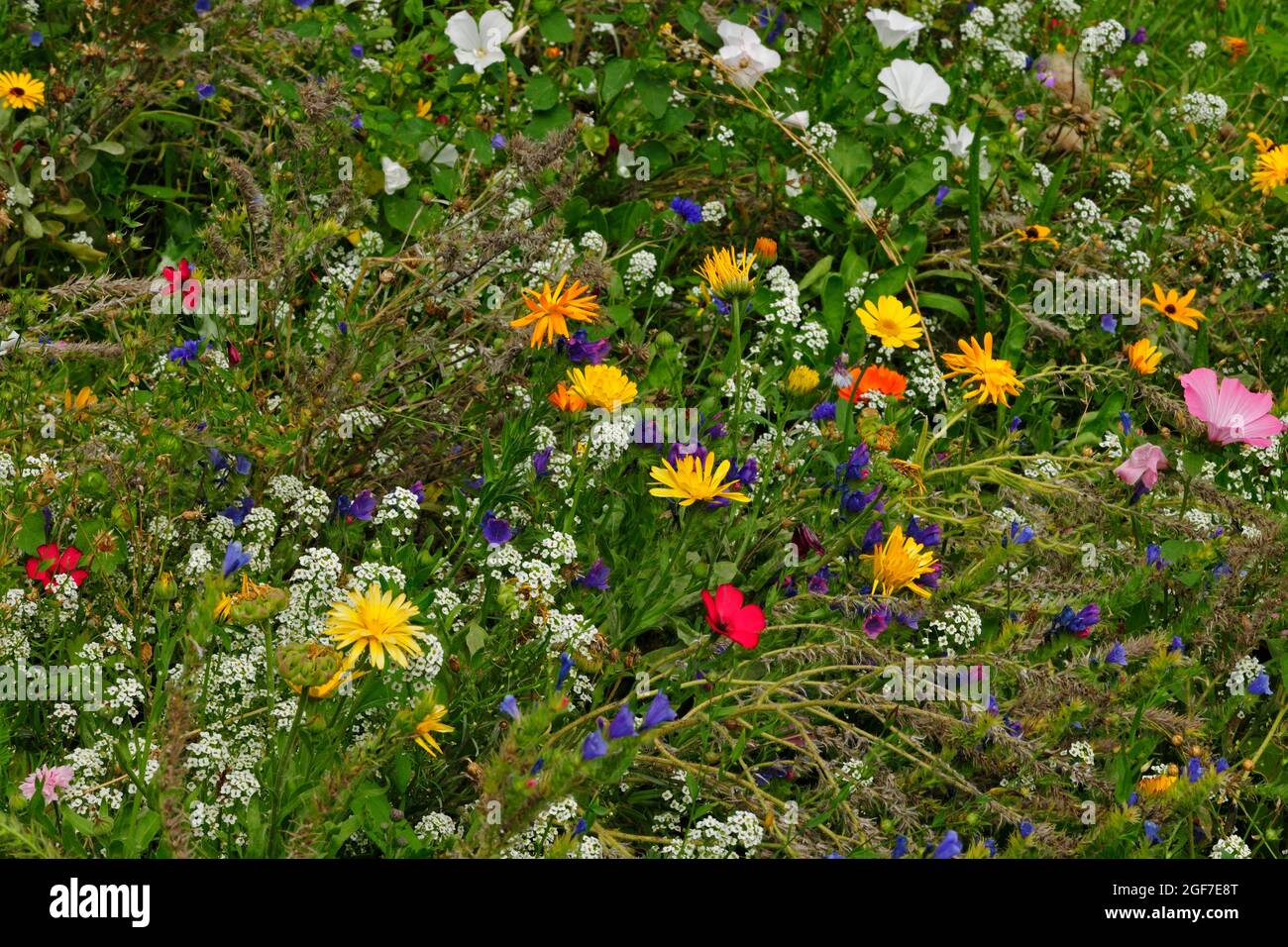 Prato con fiori selvatici bianco, blu, arancione, rosso, giallo, Germania Foto Stock