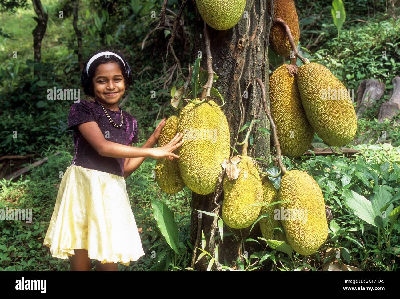 Albero di Jackfruit (Artocarpus eterophyllus) a Mukkali, vicino a valle silenziosa, Kerala, India Foto Stock