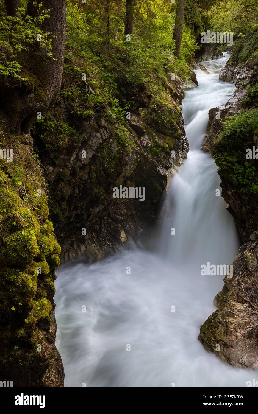 Un torrente di montagna scorre tra rocce coperte di muschio e alberi e in una cascata Foto Stock