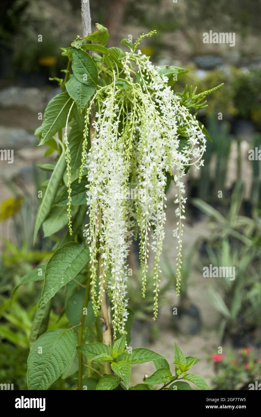 Aruncus dioicus. Guatemala, fiore chiamato Chorrito Foto Stock