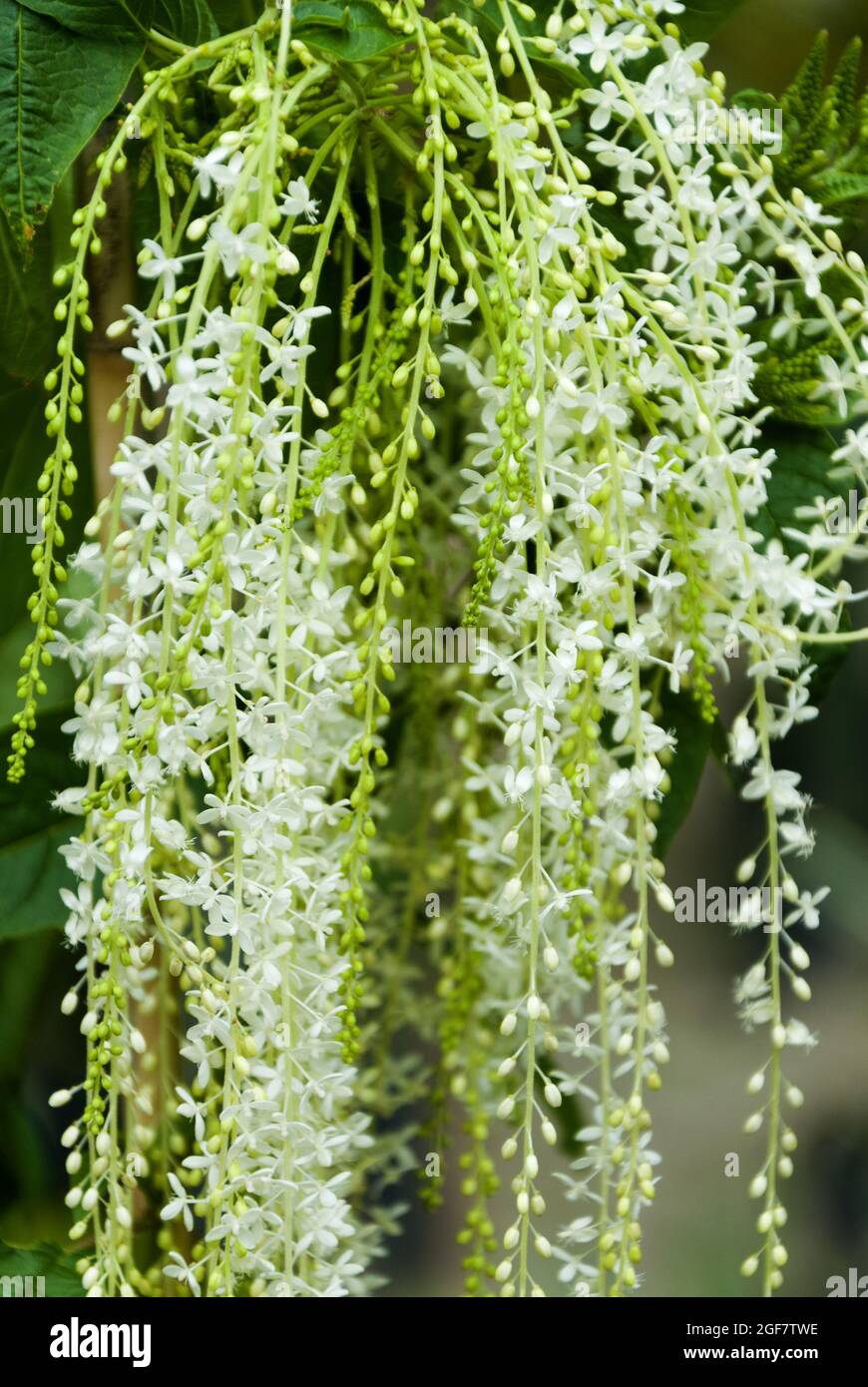 Aruncus dioicus. Guatemala, fiore chiamato Chorrito Foto Stock