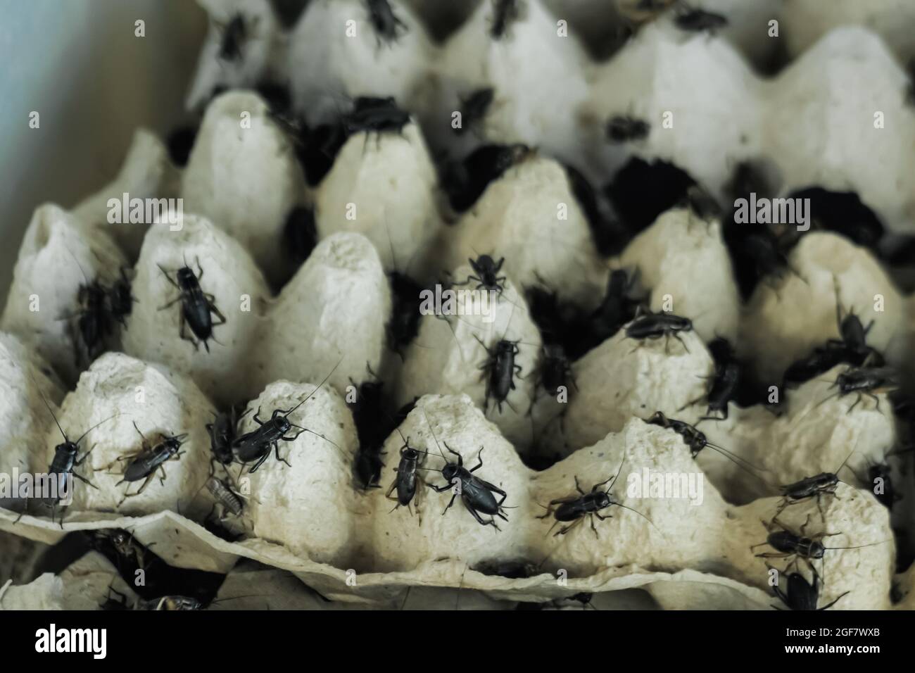 Primo piano: Molti crickets neri che strisciare intorno sul vassoio dell'uovo di cartone: Concetto di insetto Foto Stock