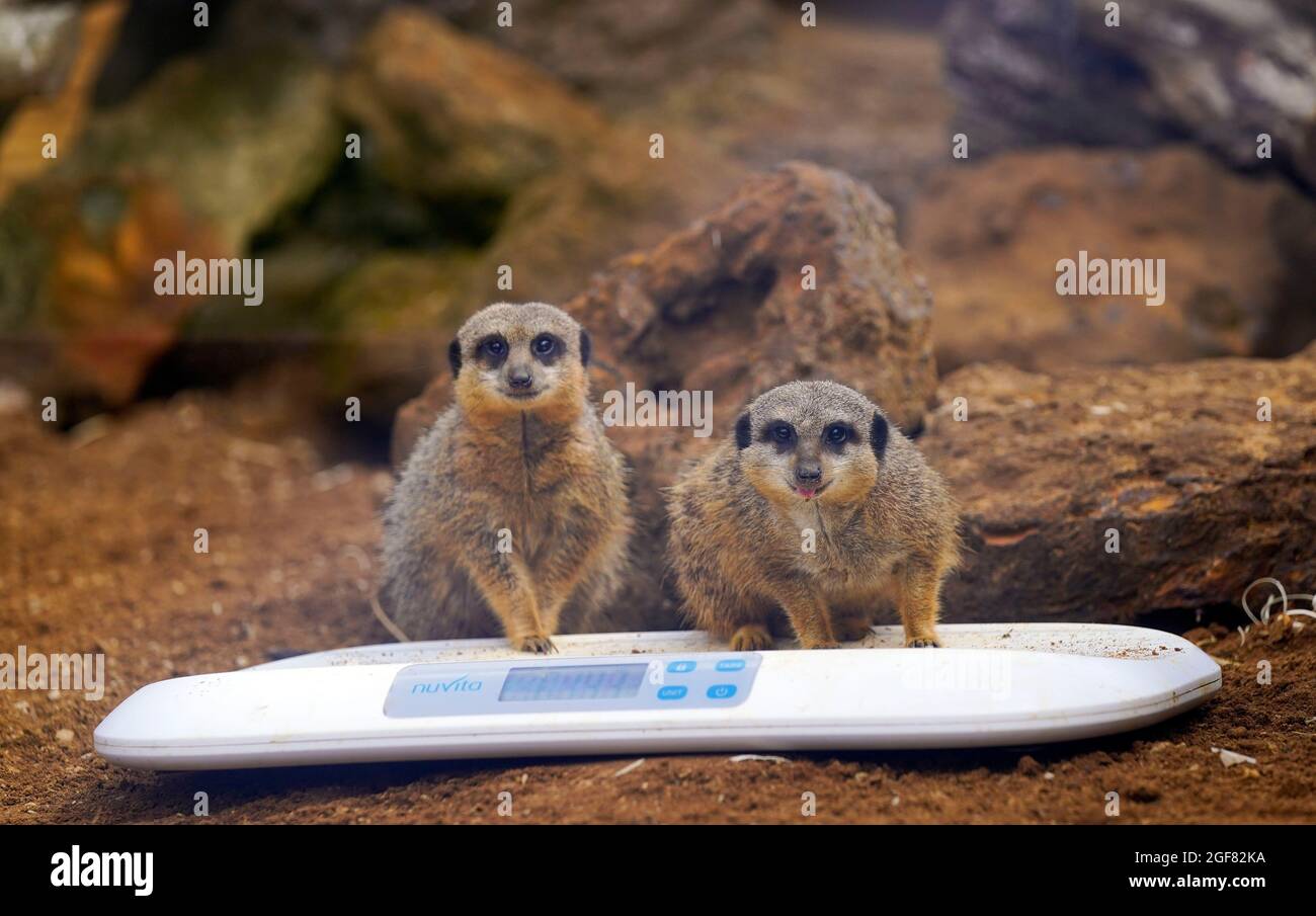 Meerkat dalla coda snella durante il pesato annuale allo zoo di Whipsnade a Dunstable, Bedfordshire. Data foto: Martedì 24 agosto 2021. Foto Stock