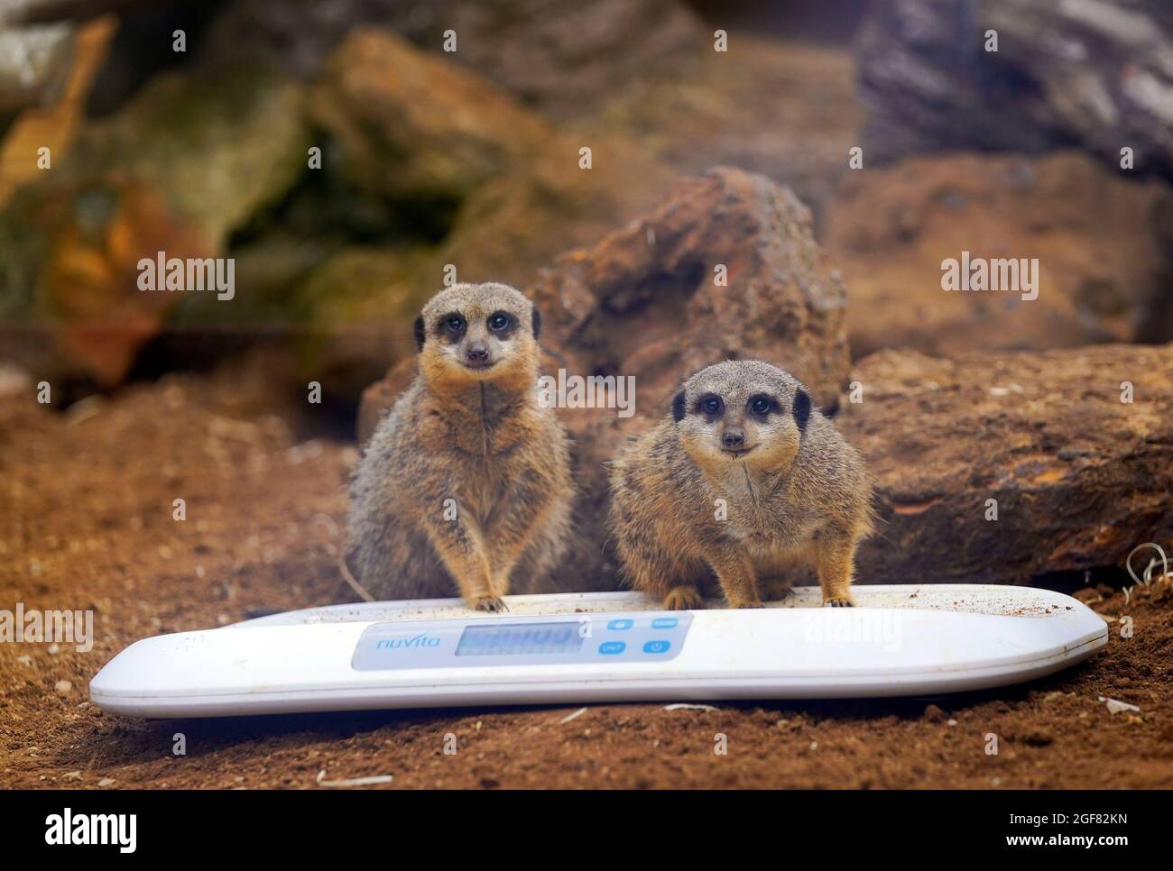 Meerkat dalla coda snella durante il pesato annuale allo zoo di Whipsnade a Dunstable, Bedfordshire. Data foto: Martedì 24 agosto 2021. Foto Stock