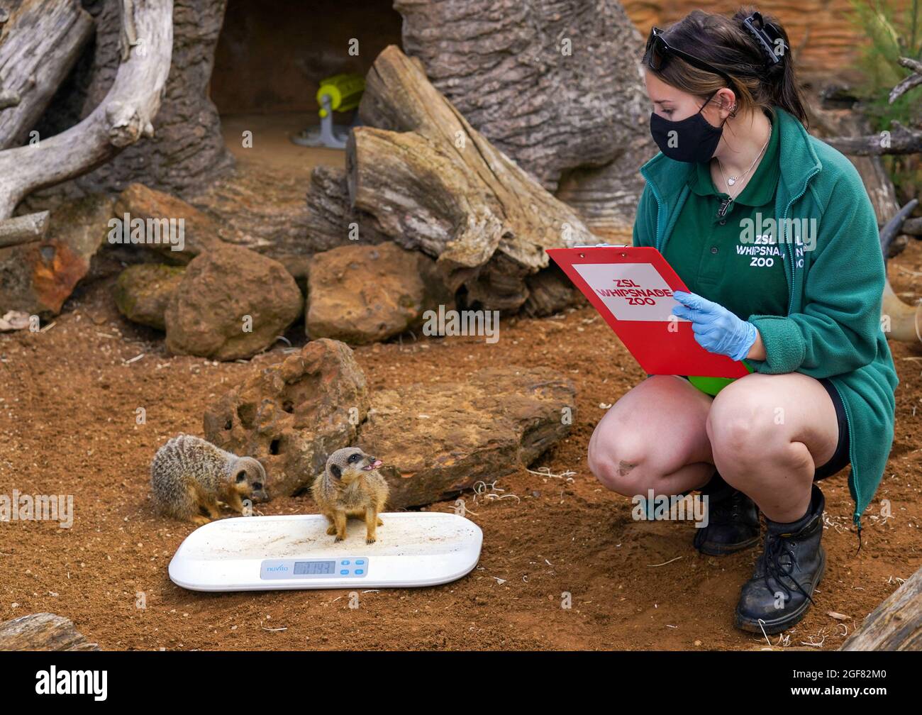 Meerkats dalla coda snella con il custode Hallie Spencerdurante il pesato annuale al Whipsnade Zoo di Dunstable, Bedfordshire. Data foto: Martedì 24 agosto 2021. Foto Stock