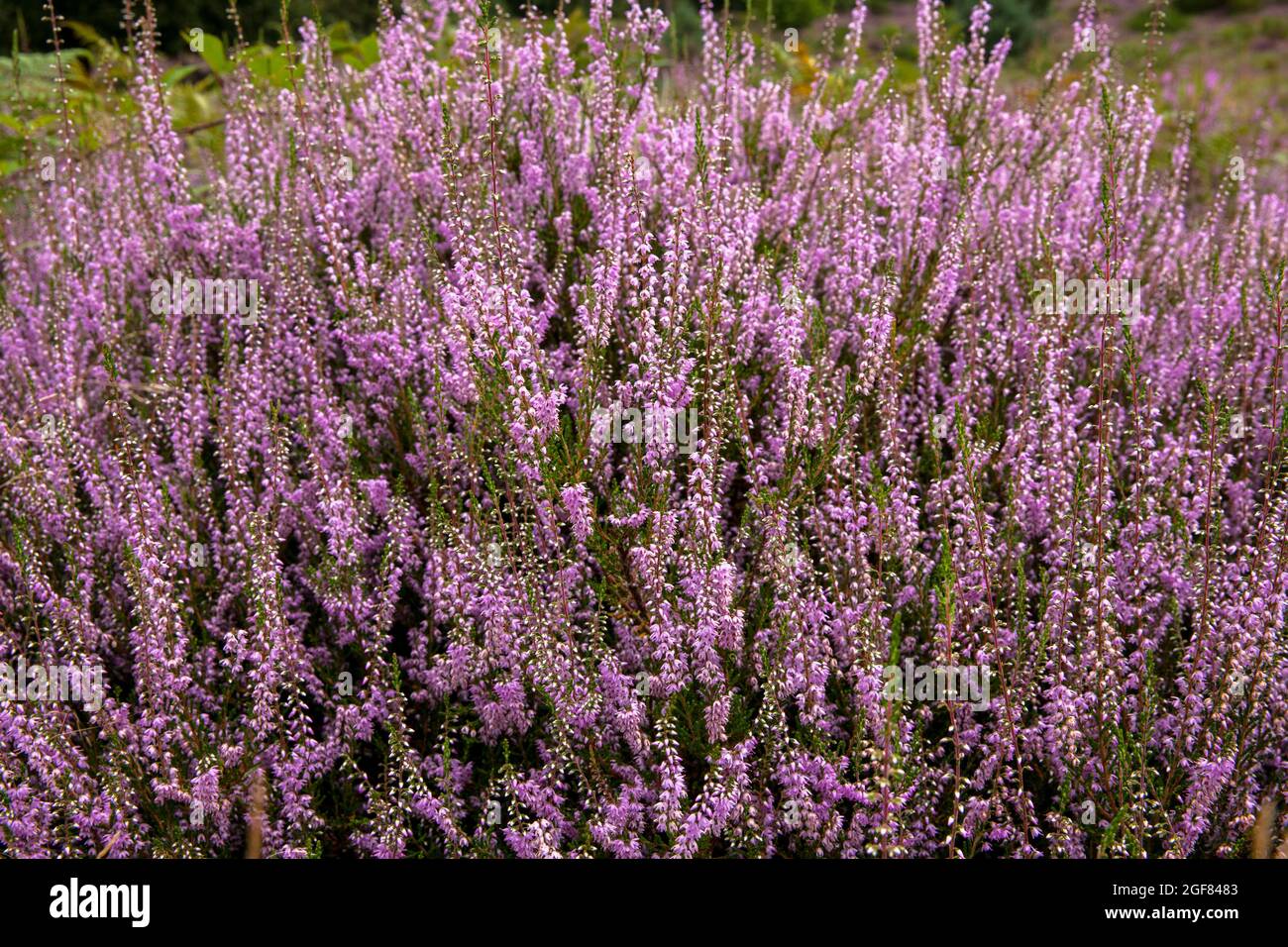 Erica comune fiorita (Calluna vulgaris) nella brughiera di Wahner sulla collina di Fliegenberg, Troisdorf, Renania settentrionale-Vestfalia, Germania. Bluehende Besenheide Foto Stock