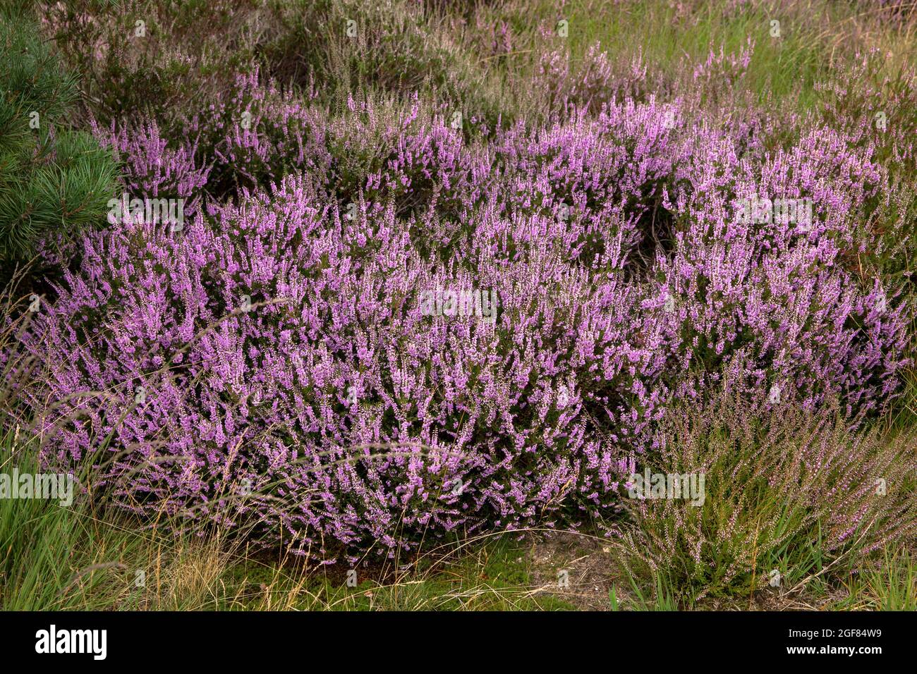Erica comune fiorita (Calluna vulgaris) nel Wahner Heath vicino Telegraphen collina, Troisdorf, Nord Reno-Westfalia, Germania. Bluehende Besenhei Foto Stock