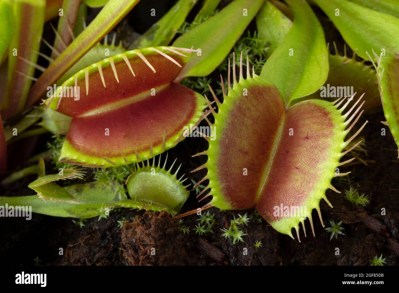 Da vicino le foglie del flytrap di Venere, Dionaea muscipula, pianta carnivora subtropicale Foto Stock