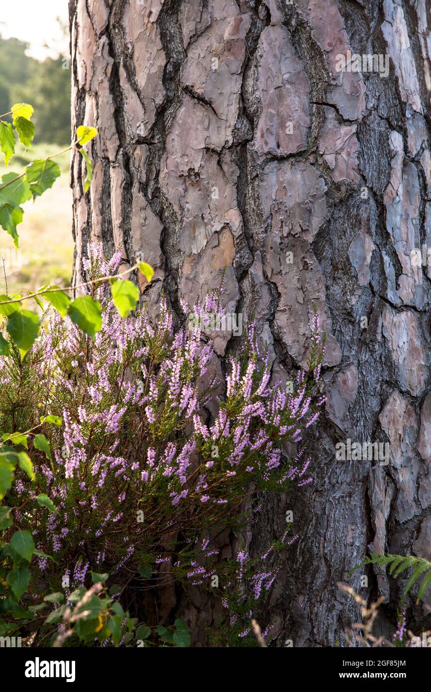 Erica comune fiorita (Calluna vulgaris) e pino nella brughiera di Wahner sulla collina di Fliegenberg, Troisdorf, Renania settentrionale-Vestfalia, Germania. Bluehe Foto Stock