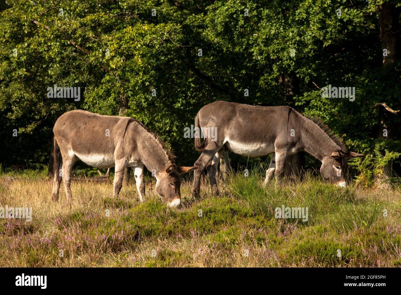 Asini nella brughiera di Wahner, Colonia, Germania. Esel in der Wahner Heide, Koeln, Germania. Foto Stock